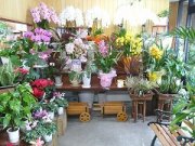 「花柿生花」　（兵庫県加古川市）の花屋店舗写真2